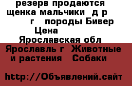 резерв:продаются 2 щенка(мальчики) д.р. 09.05.2017г., породы Бивер. › Цена ­ 25 000 - Ярославская обл., Ярославль г. Животные и растения » Собаки   